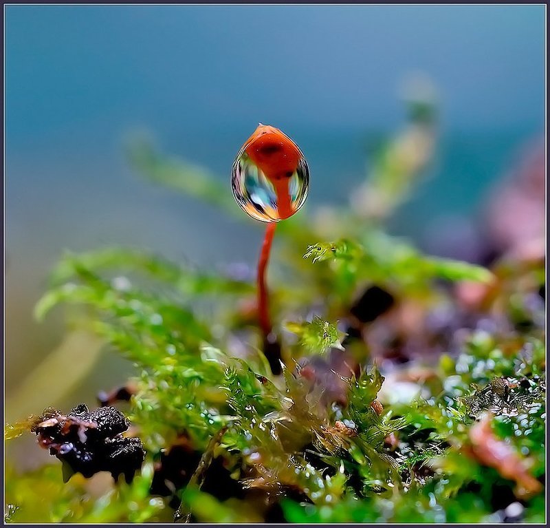 макро,капля,фонарик,флора, Фонарик.photo preview