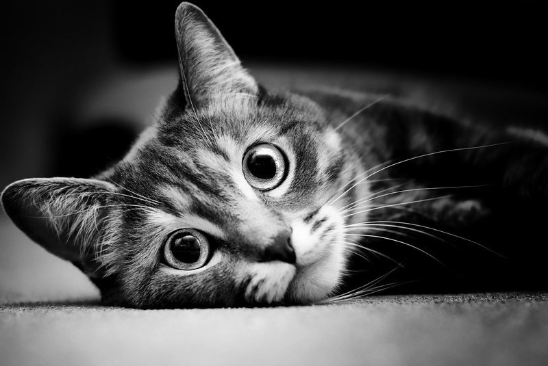 тет-а-тетphoto preview