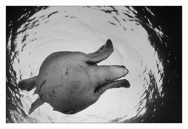 полет, черепаха, индонезия, вода Полетыphoto preview