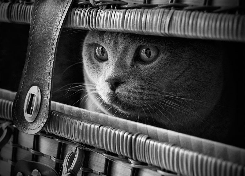 Dark cat in Darkphoto preview