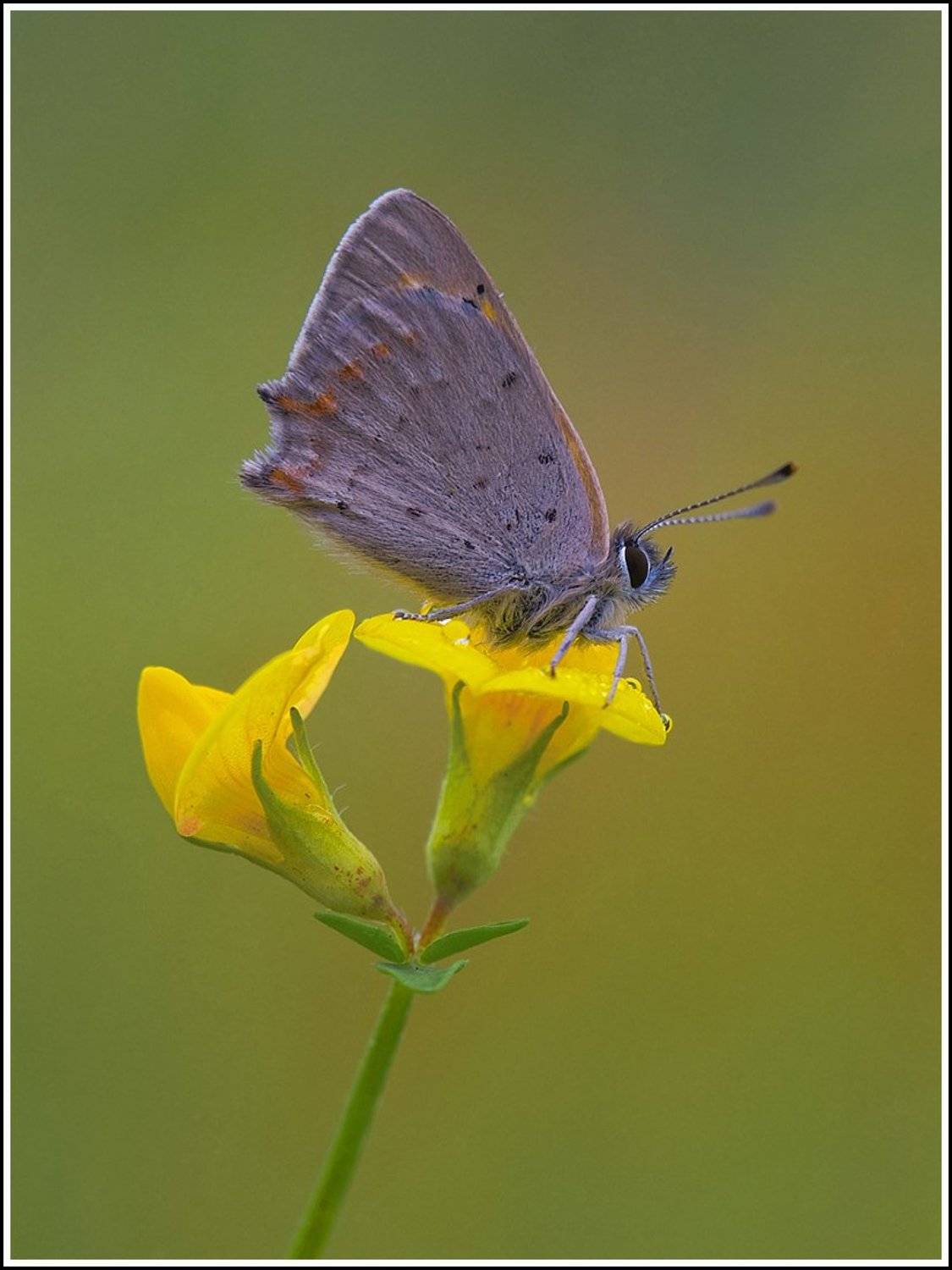 голубянка, росса, Виктор Кулицкий