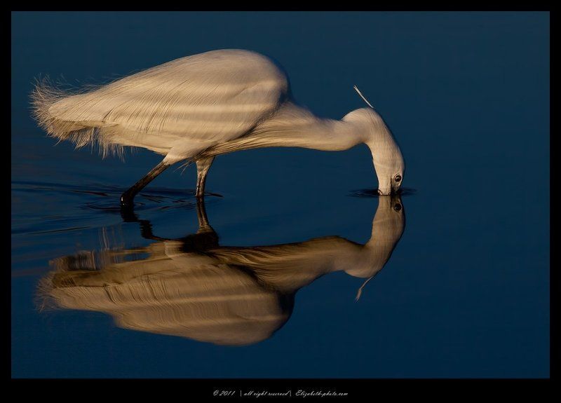 малая белая цапля, little egret, израиль, цапля Бульк. Little Egretphoto preview