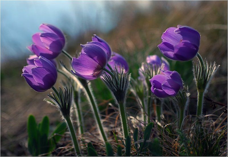 прострел, раскрытый на солнышкеphoto preview