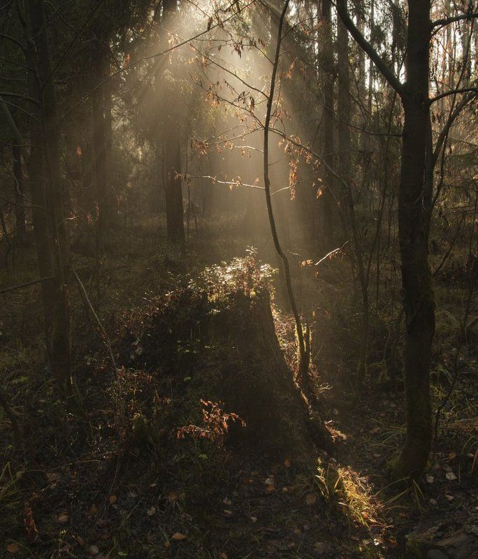 Какой чудесный день... фото превью
