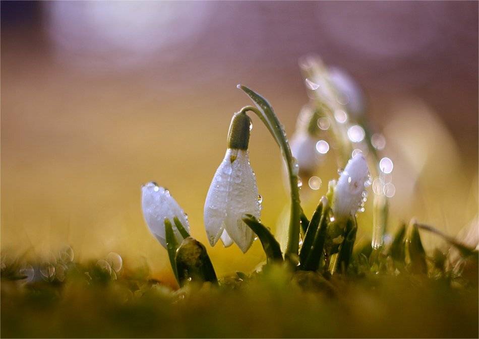 , Наталья Ова