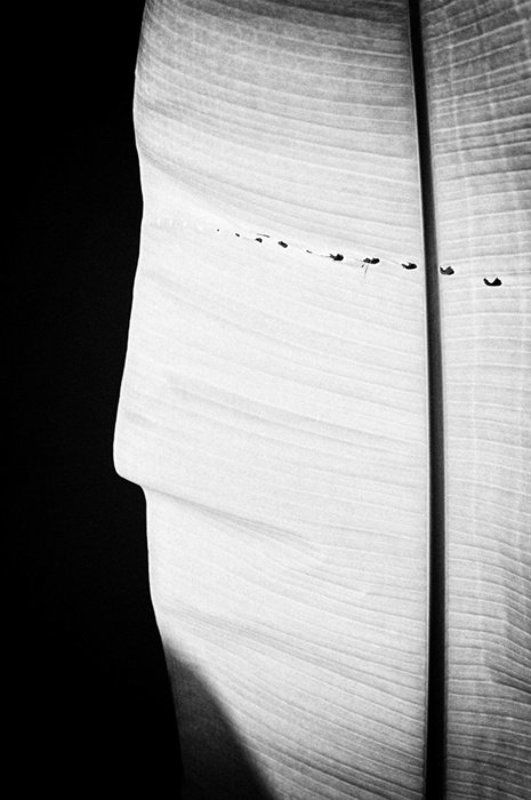 лист, банан The Wayphoto preview