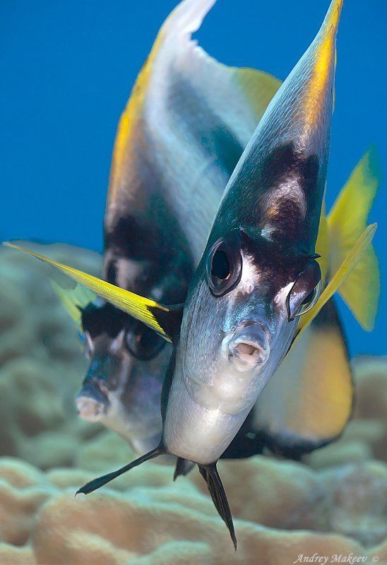 красное море, разборки из-за \