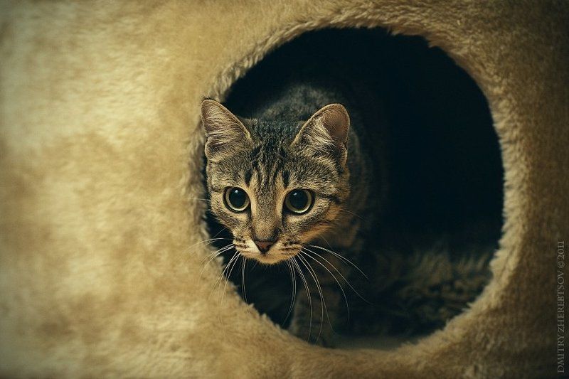 котя ***photo preview