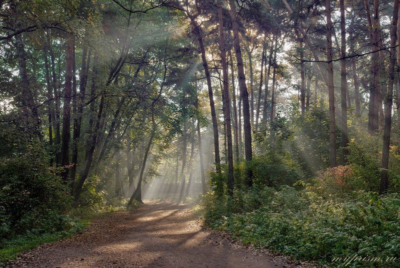 утро, кузьминки Утро в Кузьминкахphoto preview