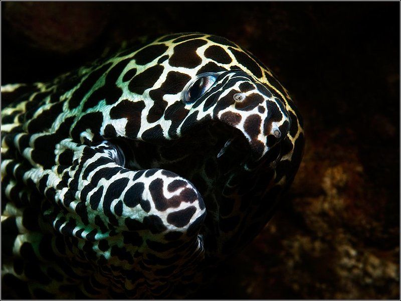 Старый далматинецphoto preview