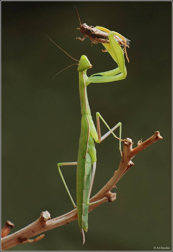 богомол,кузнечик,игрушка,любимая, Александр Чувилин