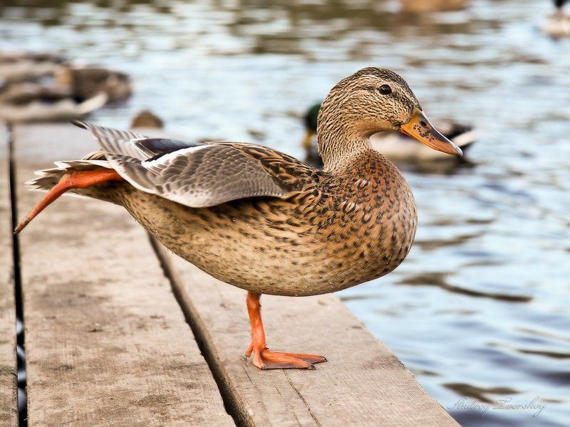 утки Гимнастка.photo preview