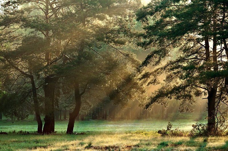 лето, рассвет, солнце, пейзаж, унеча, брянская обл. Morning Sunshinephoto preview