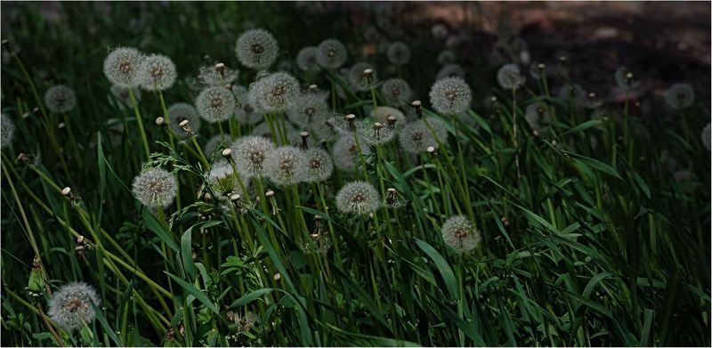 природа *photo preview