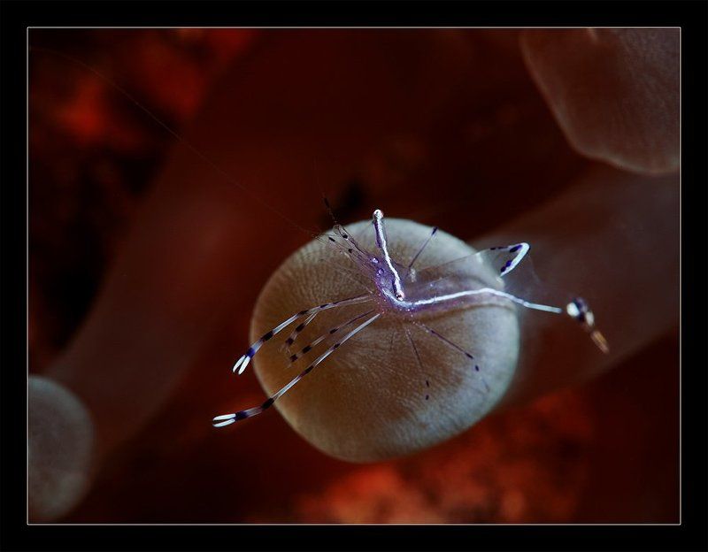 креветка, актиния, макро, вода, анемон ... на шареphoto preview