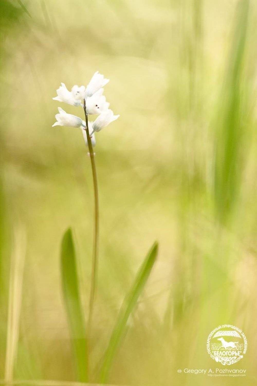 заповедник белогорье, весна, степь, гиацинтик, гиацинтелла, стенки-изгорья, Григорий Пожванов