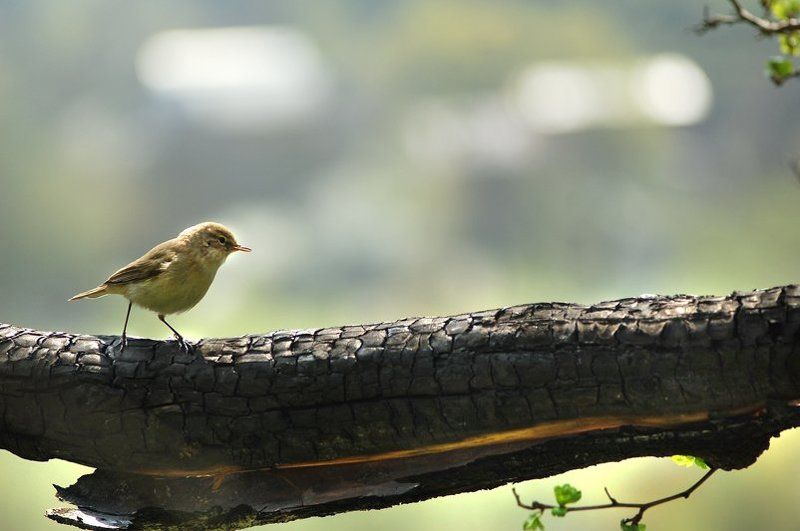 пеночка, теньковка где все? фото превью