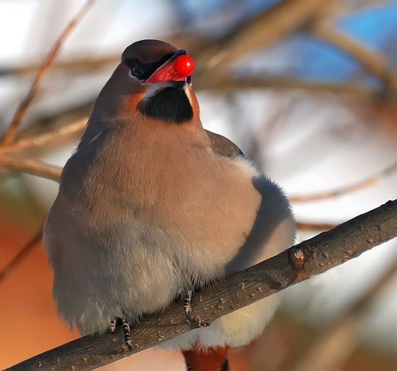 птица,свиристель Пожиратель красных ягод...photo preview