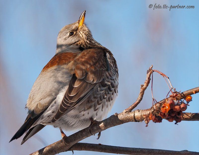 дрозд-рябинник Гордый дроздphoto preview