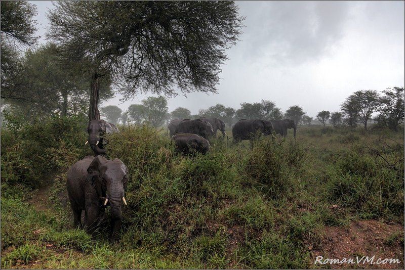 африка, танзания, серенгети, слон Прогулки под дождем. фото превью