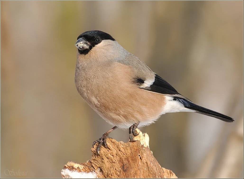 птицы , природа , весна , снегирь , самочка , pyrrhula pyrrhula, Солисия