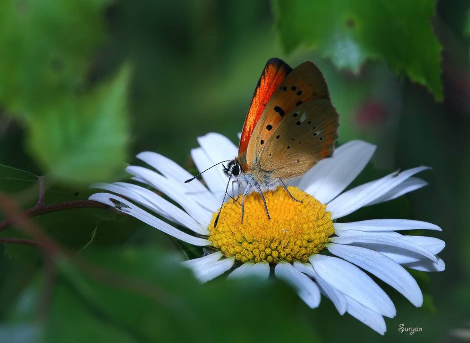 Какая все-таки замечательная вещь, каникулы!. Автор: Олег Сурьянинов лето, бабочка, червонец, Олег Сурьянинов
