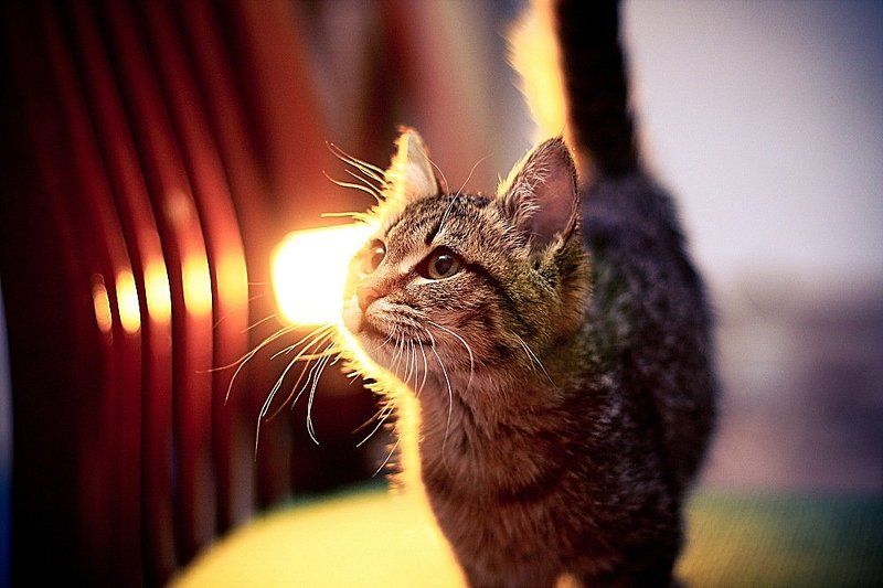 животные, кошка Люсяphoto preview