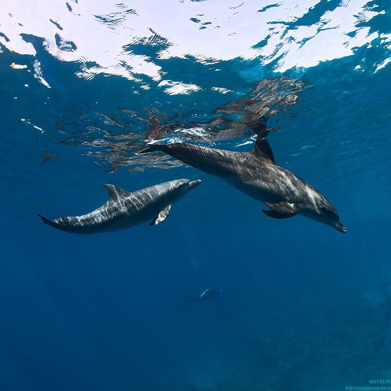 дельфины, море, солнце, вода, дайвер чужие игры фото превью