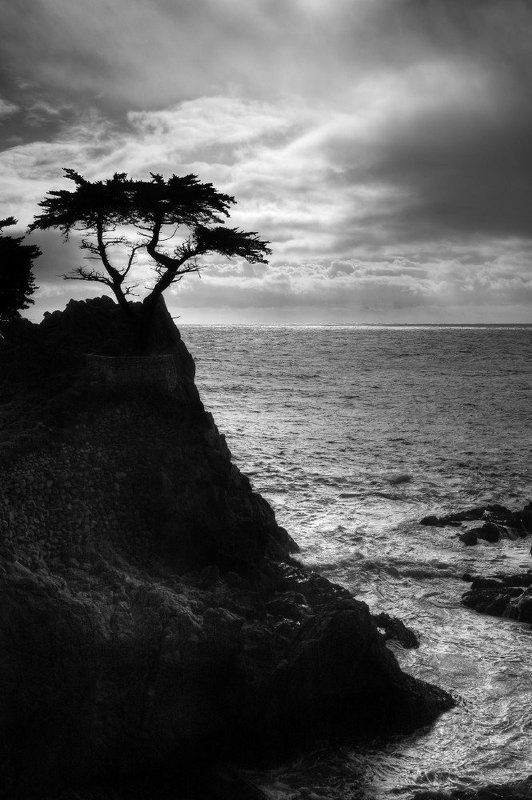 кипарис, калифорния, океан Одинокий кипарисphoto preview