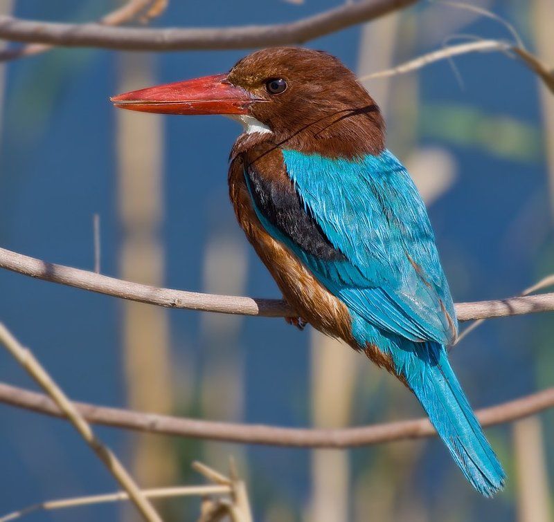 белогрудый, зимородок бирюзовыйphoto preview