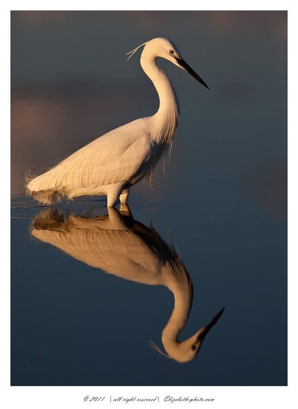 малая белая цапля, little egret, израиль, цапля Little Egretphoto preview