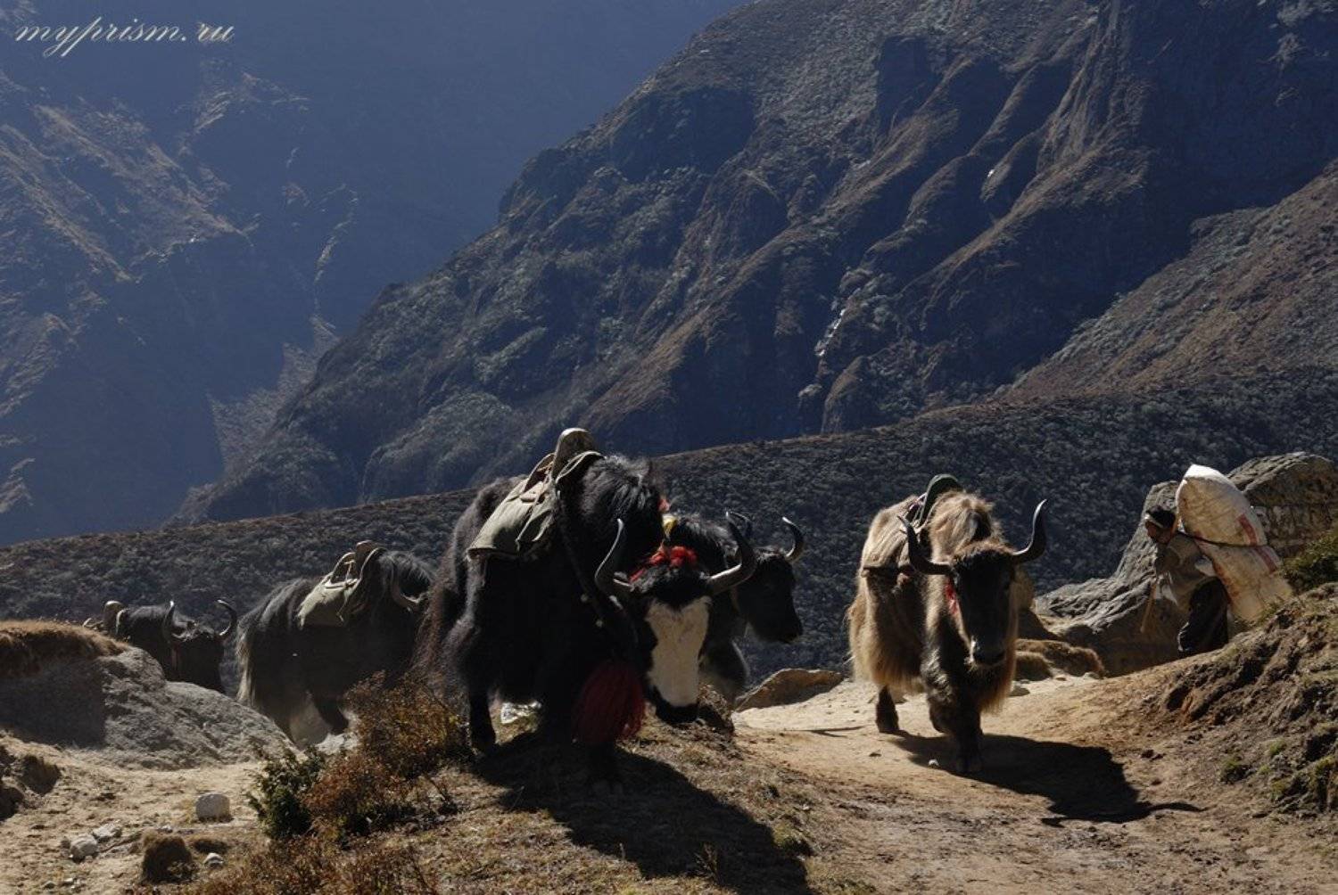 Яки в пути. Автор: Антон Васильев яки, гималаи, непал, горы, Антон Васильев