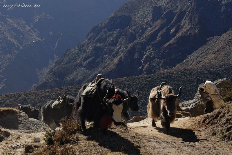 яки, гималаи, непал, горы Яки в путиphoto preview