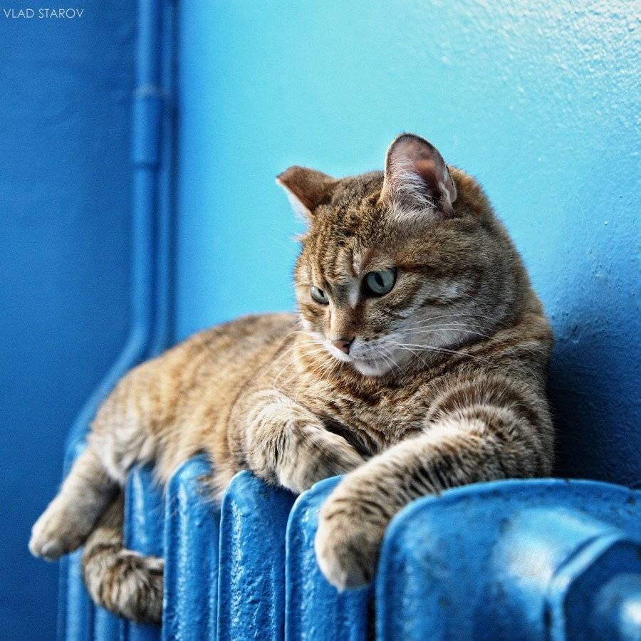 , Владислав Старов