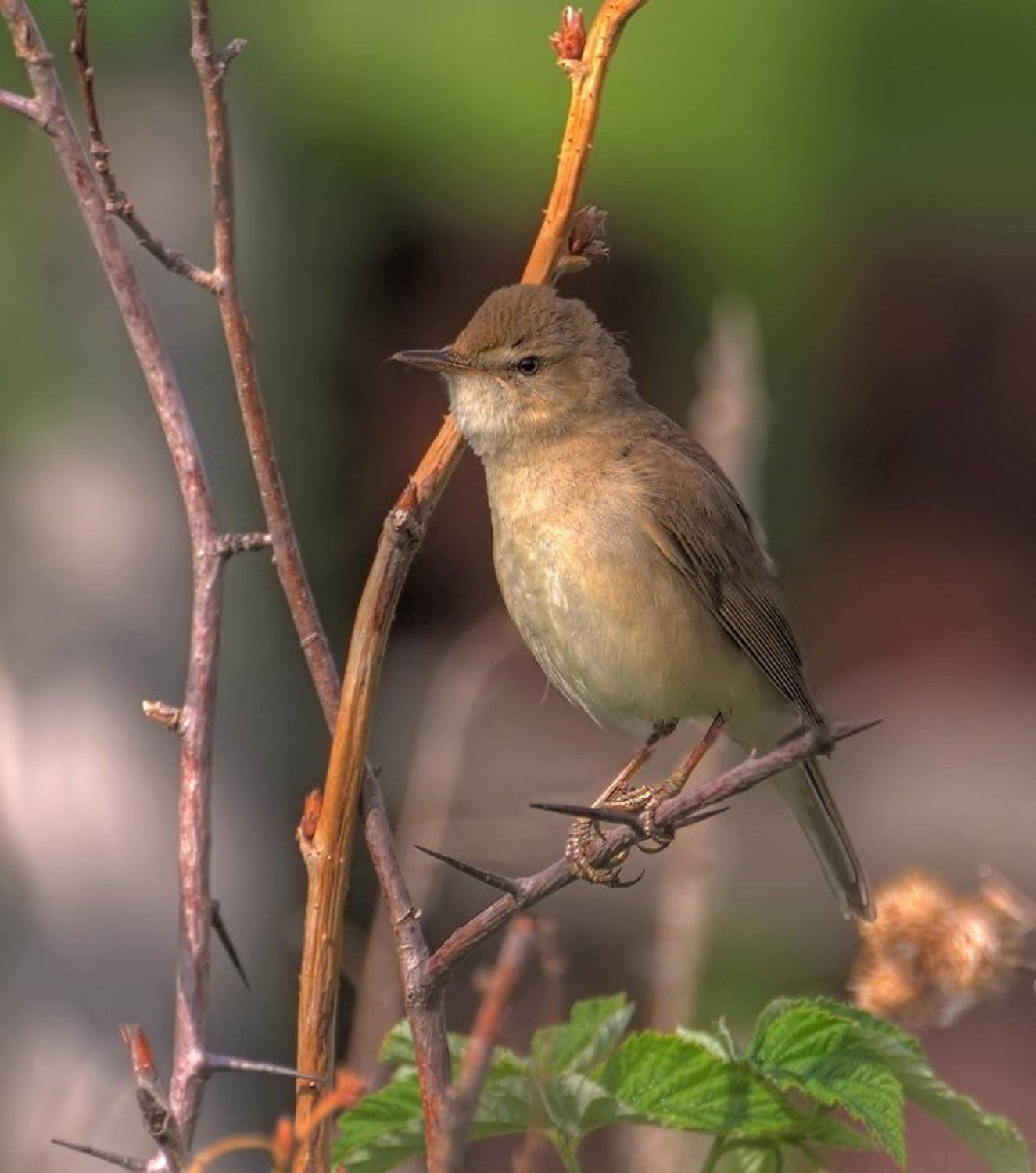 Впереди трудовой день.... Автор: Ермолаев Андрей птица,природа,камышевка, Ермолаев Андрей