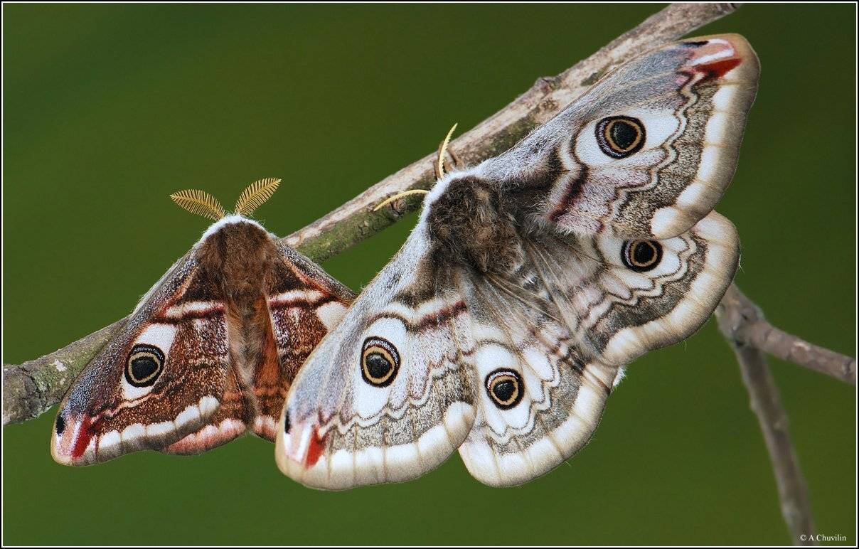 парочка,сладкая,павлиноглазка,малая,pavonia, Александр Чувилин