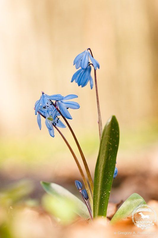 пролеска, заповедник, белогорье, весна, лес, ворскла, scilla, sibirica, цветы Акварель с пролескойphoto preview
