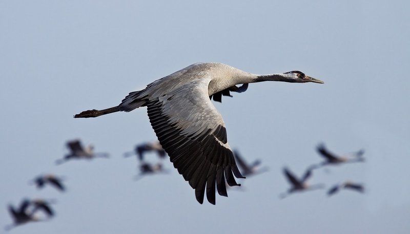 серый, журавль утро в поднебесьеphoto preview