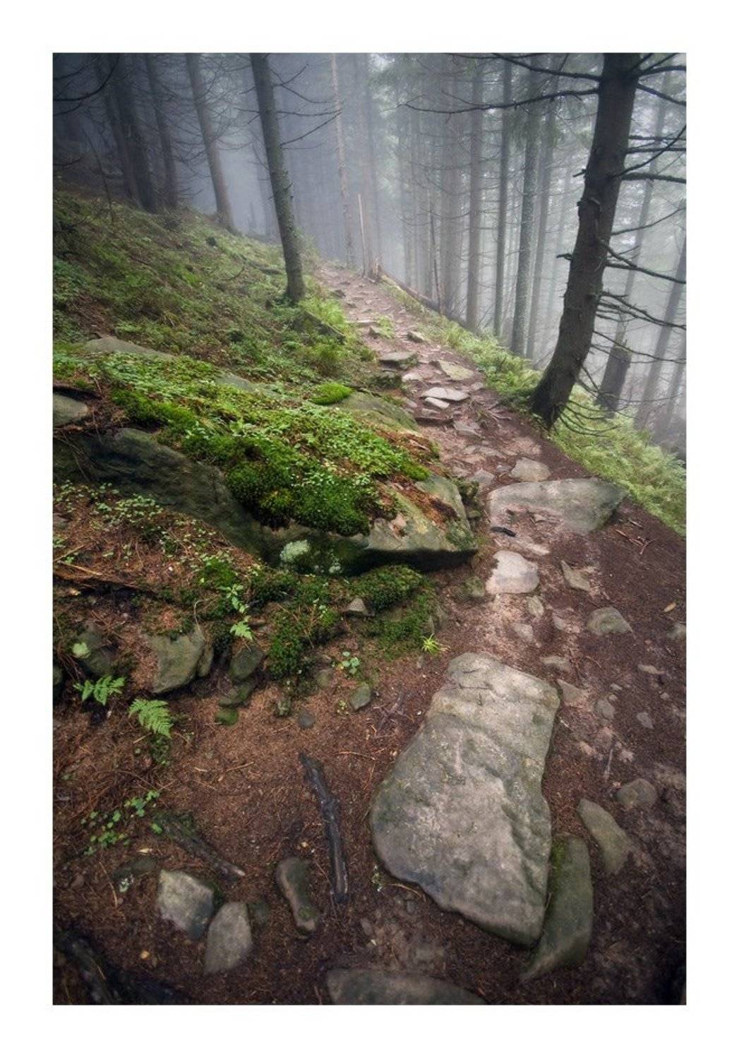 ***. Автор: Piligrim карпаты, осень, природа, пейзаж, утро, лес, Piligrim