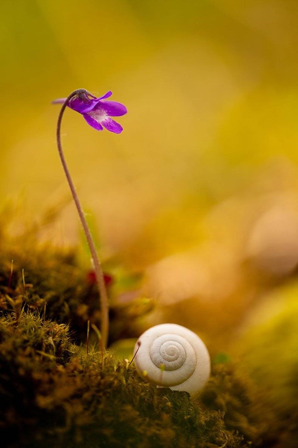 жирянка и улитка. Автор: Юлия жирянка, Юлия
