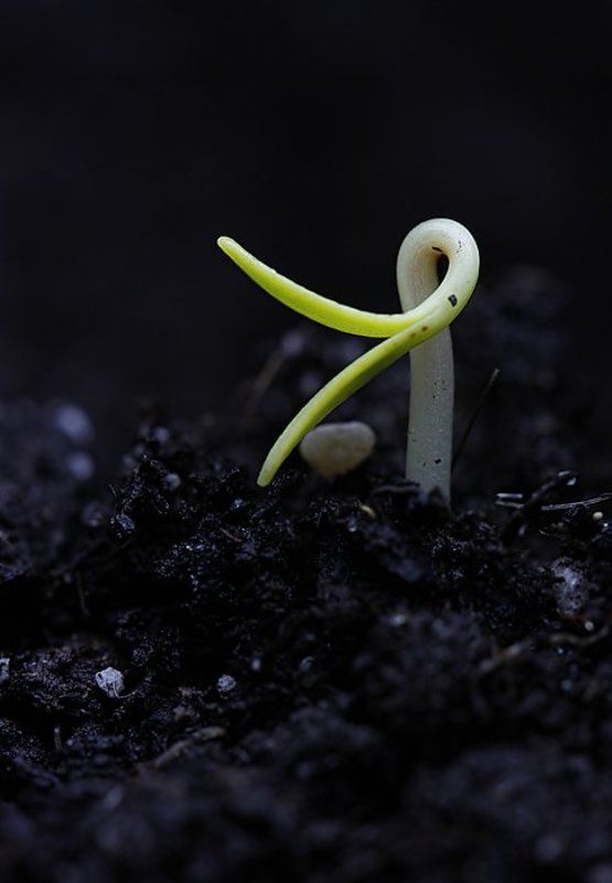 Птенчикphoto preview