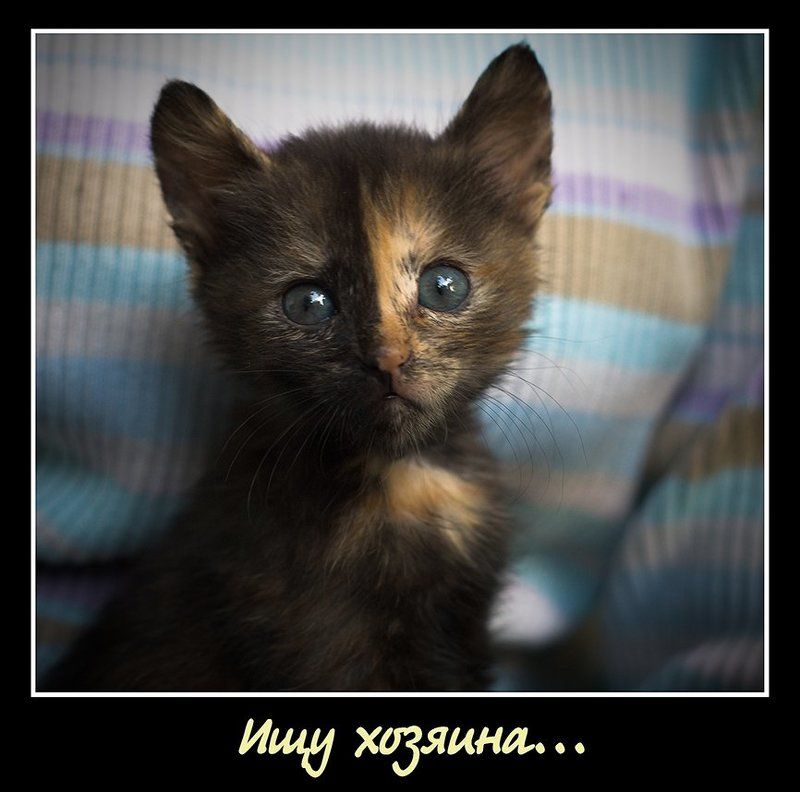 кот, котенок Бездомныйphoto preview