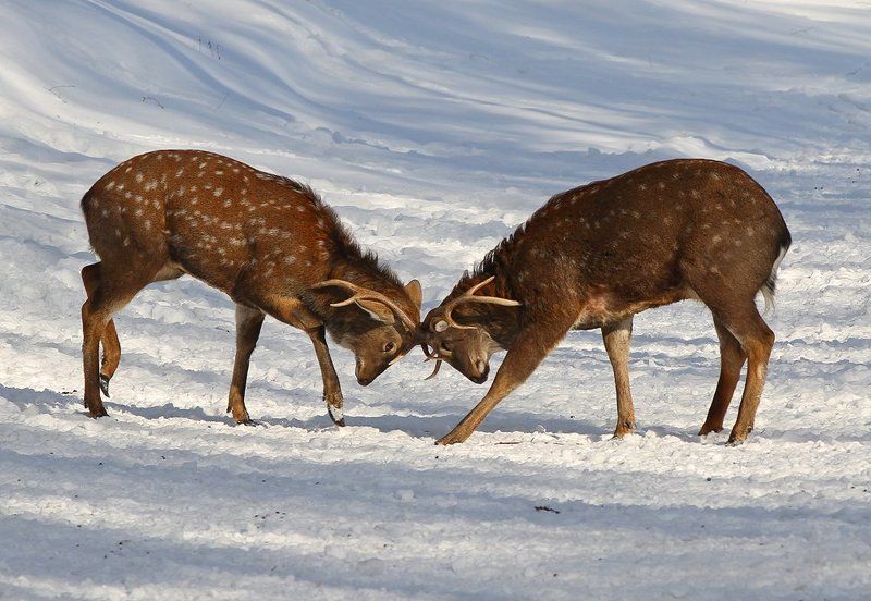 олень, олени, пятнистый олень Дуэлянтыphoto preview