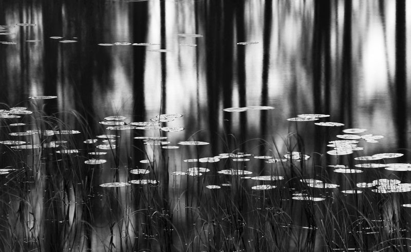 кувшинки фото превью