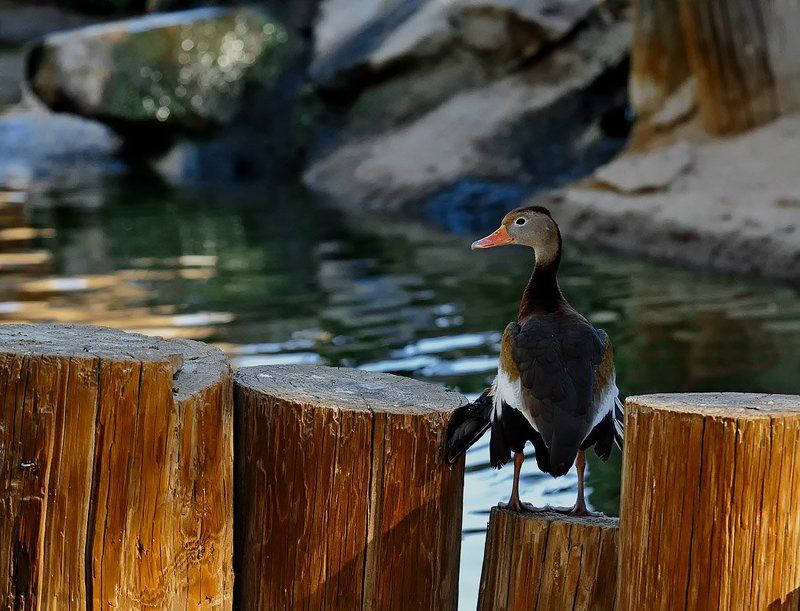 утка, утро, свет Сушим \