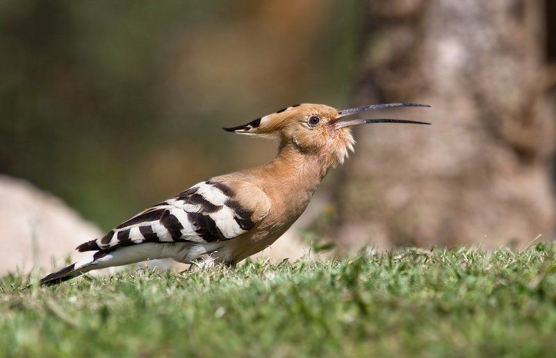 удод народный певец ))))photo preview