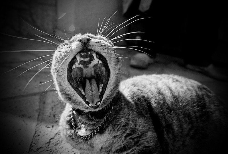 кошка, мурка, зев CatZillaphoto preview