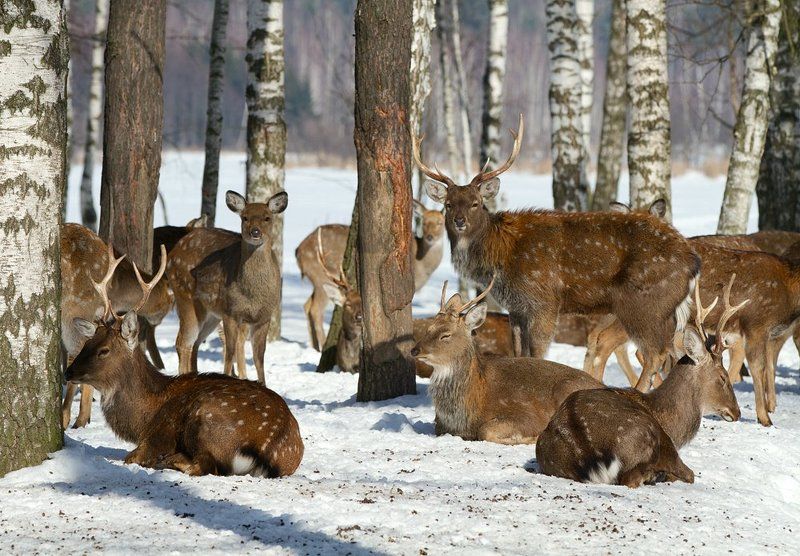 олень, олени, пятнистый олень В Берендеевом лесу - тихий час..photo preview