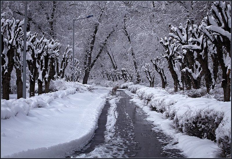 Последний снег ...photo preview