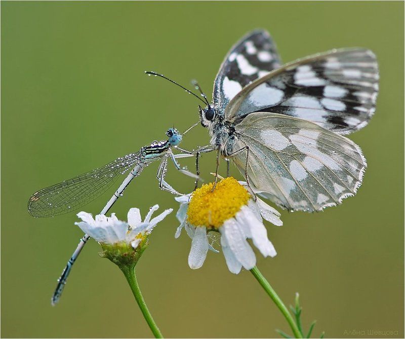 Ромашковые посиделкиphoto preview